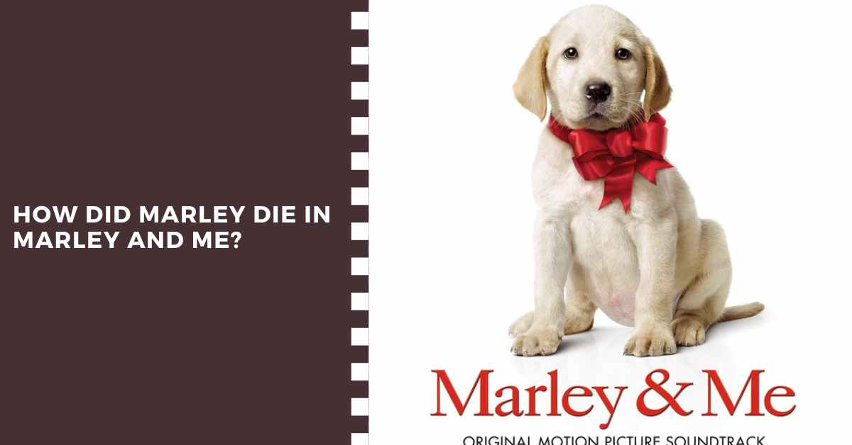 how did the dog die in marley and me